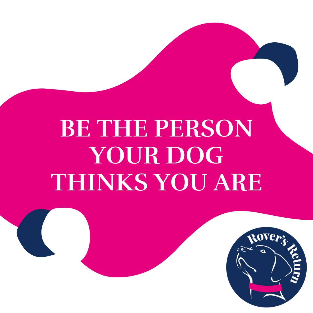 your dogs hero your dogs hero