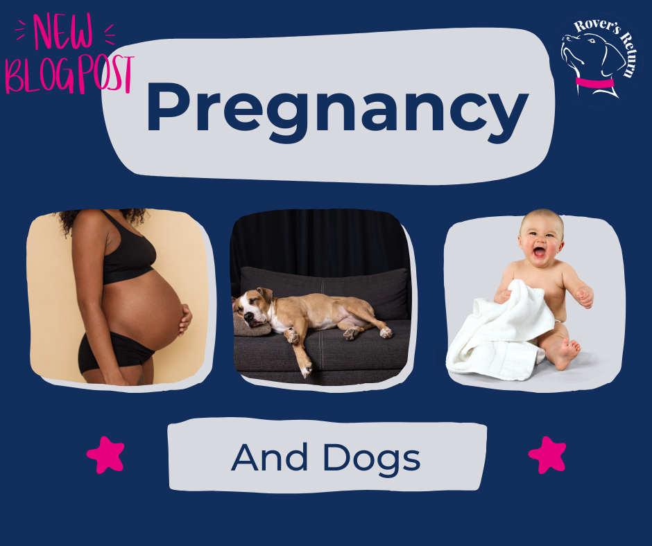 Dogs and pregnancy