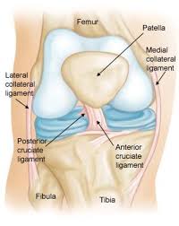 anatomy of the acl