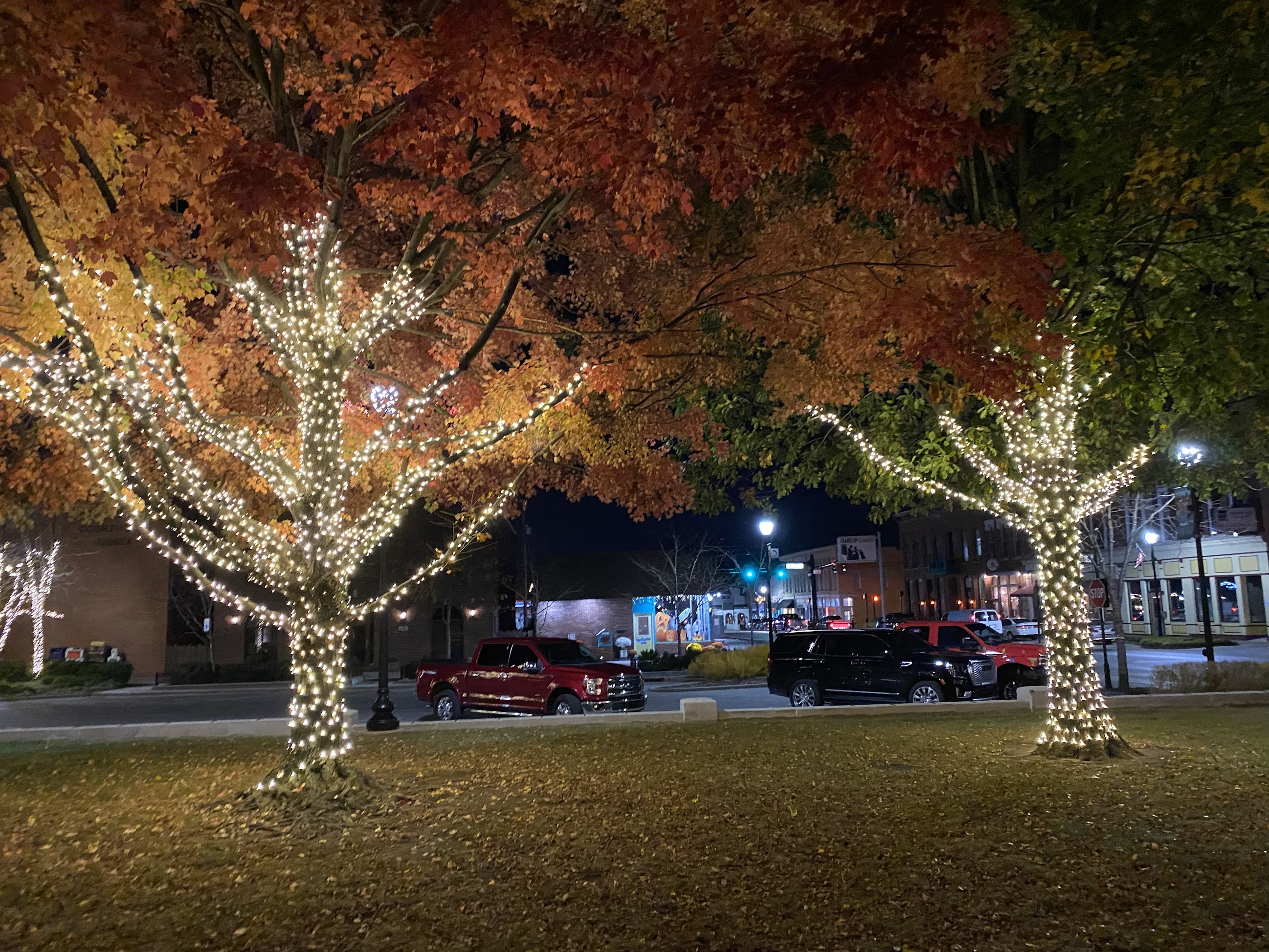 Christmas lights business wrapping trees