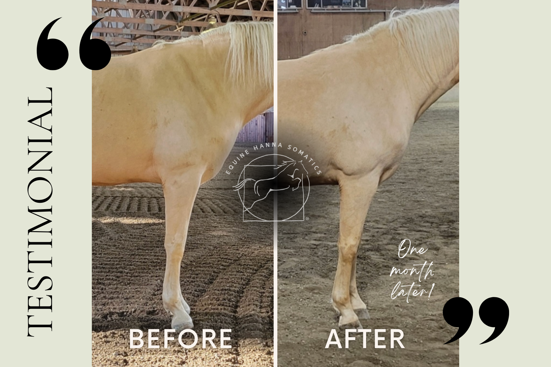 Thoracic Sling and Topline Improvement with Equine Hanna Somatics