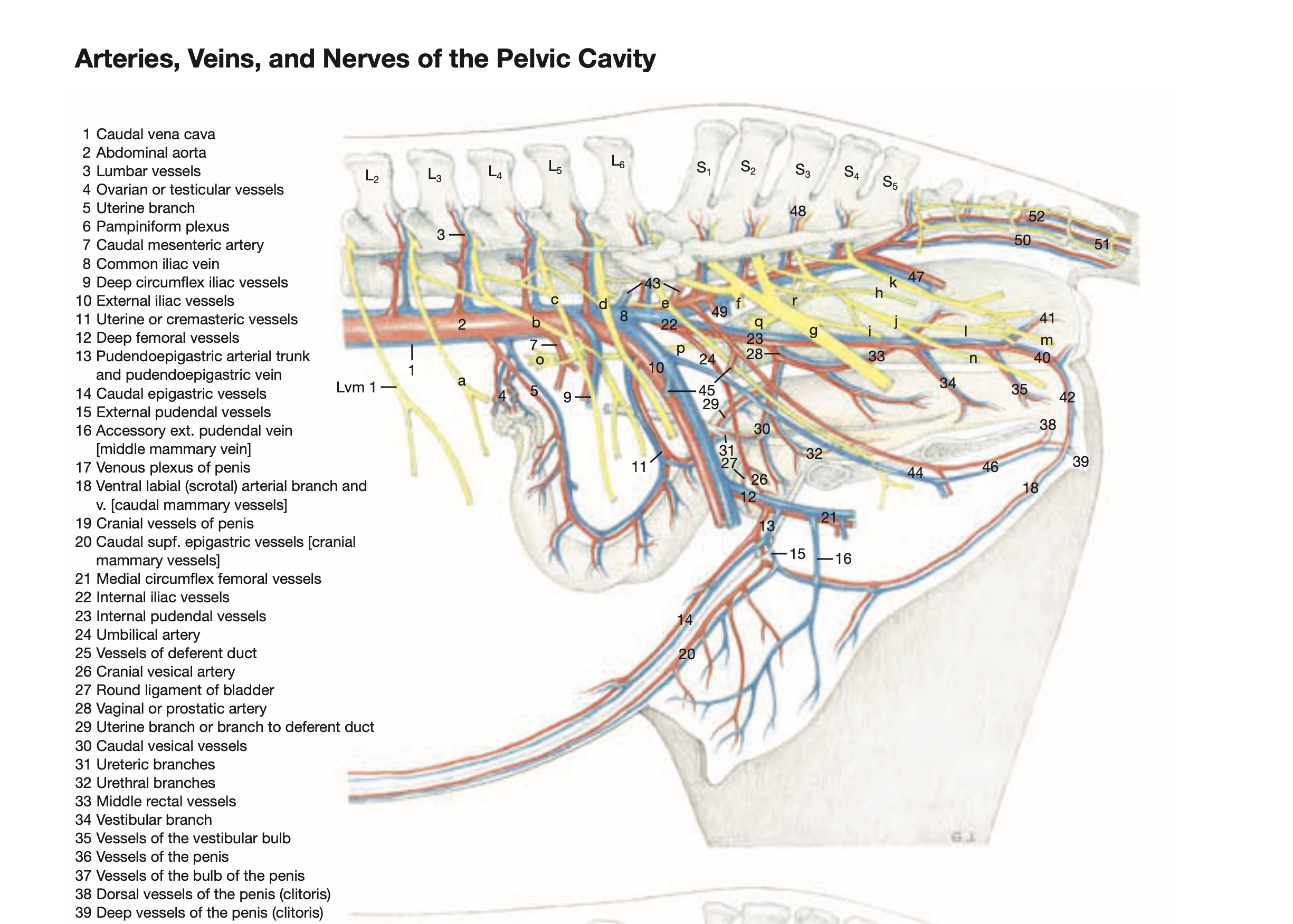 Anatomy of the Horse by Klaus-Dieter Budras, 6th Edition Anatomy of the Horse by Klaus-Dieter Budras, 6th Edition