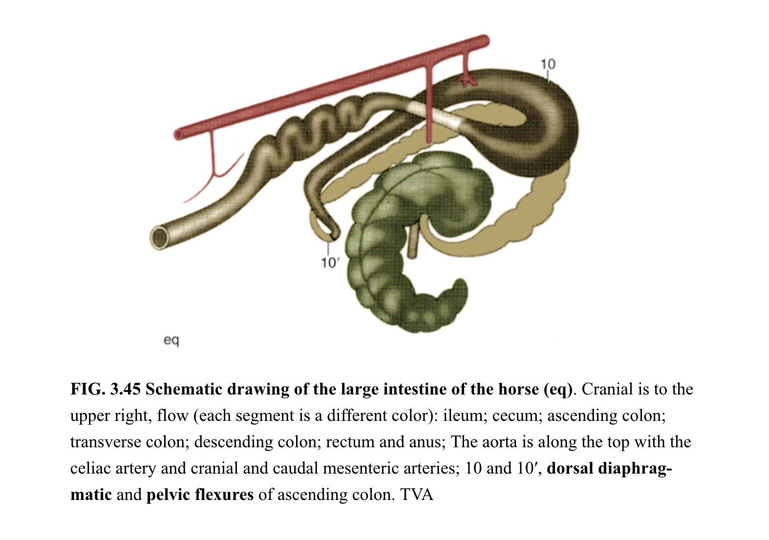 FIG 3.45 of the intestines and CMA, from: https://pressbooks.umn.edu/largeanimalanatomy/chapter/abdomen-1/ FIG 3.45 of the intestines and CMA, from: https://pressbooks.umn.edu/largeanimalanatomy/chapter/abdomen-1/