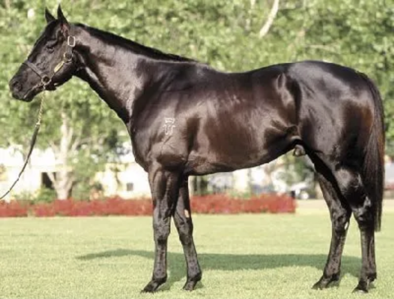 Black thoroughbred horse with roached lumbar spine Black thoroughbred horse with roached lumbar spine