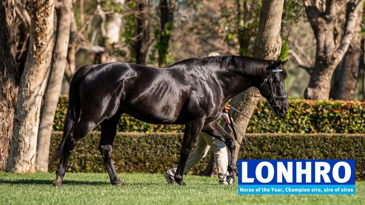 Lonhro Thoroughbred horse with Roach Back Lonhro Thoroughbred horse with Roach Back