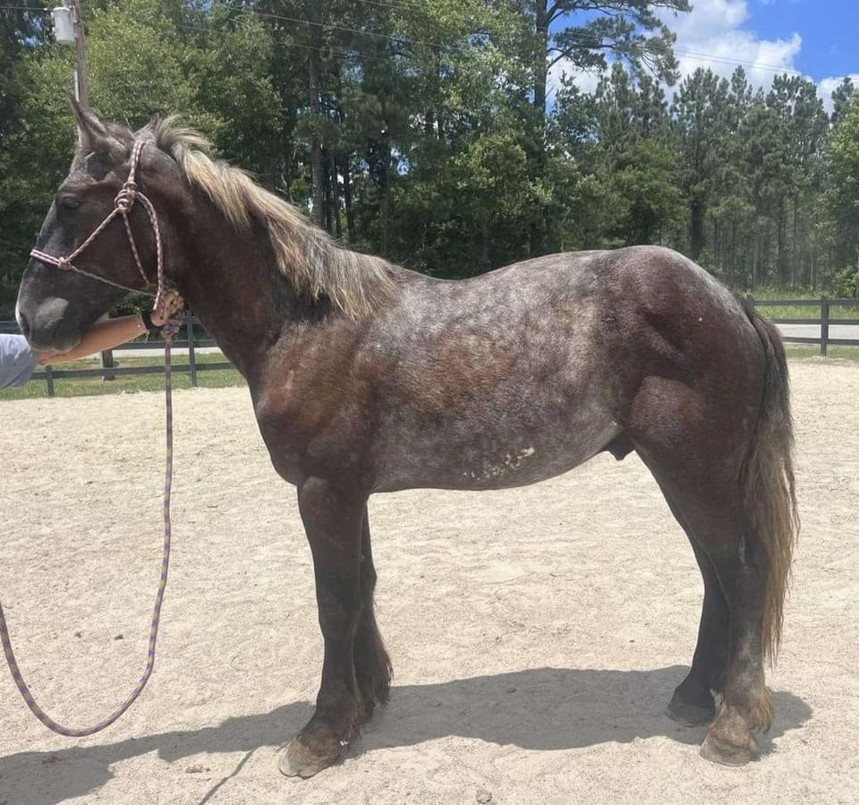 Equine Roached back Equine Roached back