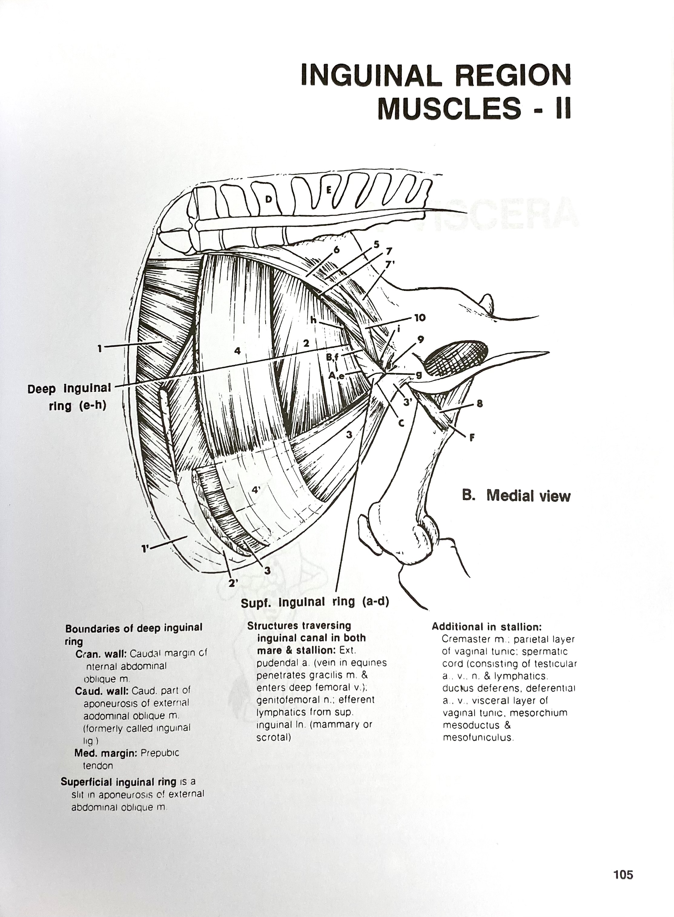 Iliopsoas complex muscles in a horse, Pasquini Iliopsoas complex muscles in a horse, Pasquini