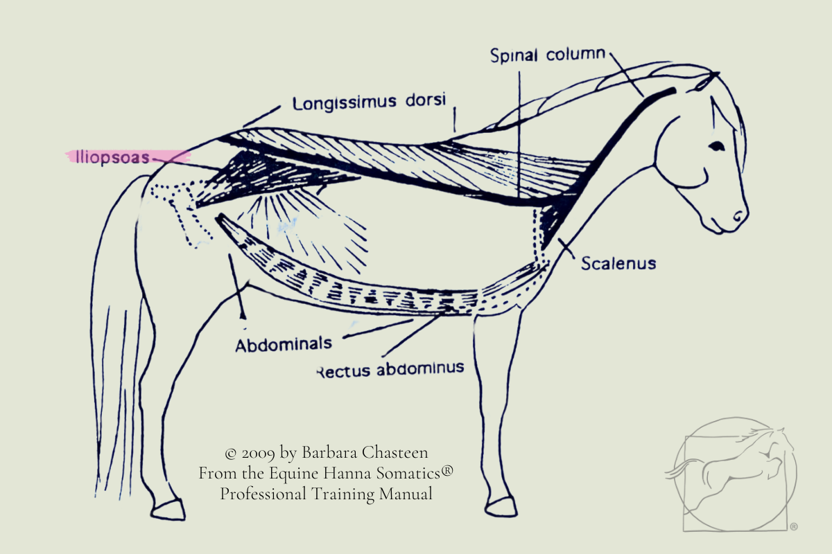 Barbara Chasteen, equine core muscles Barbara Chasteen, equine core muscles