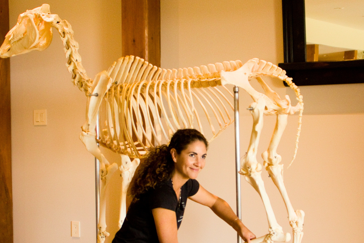 Alissa Mayer demonstrates with articulated horse skeleton Alissa Mayer demonstrates with articulated horse skeleton