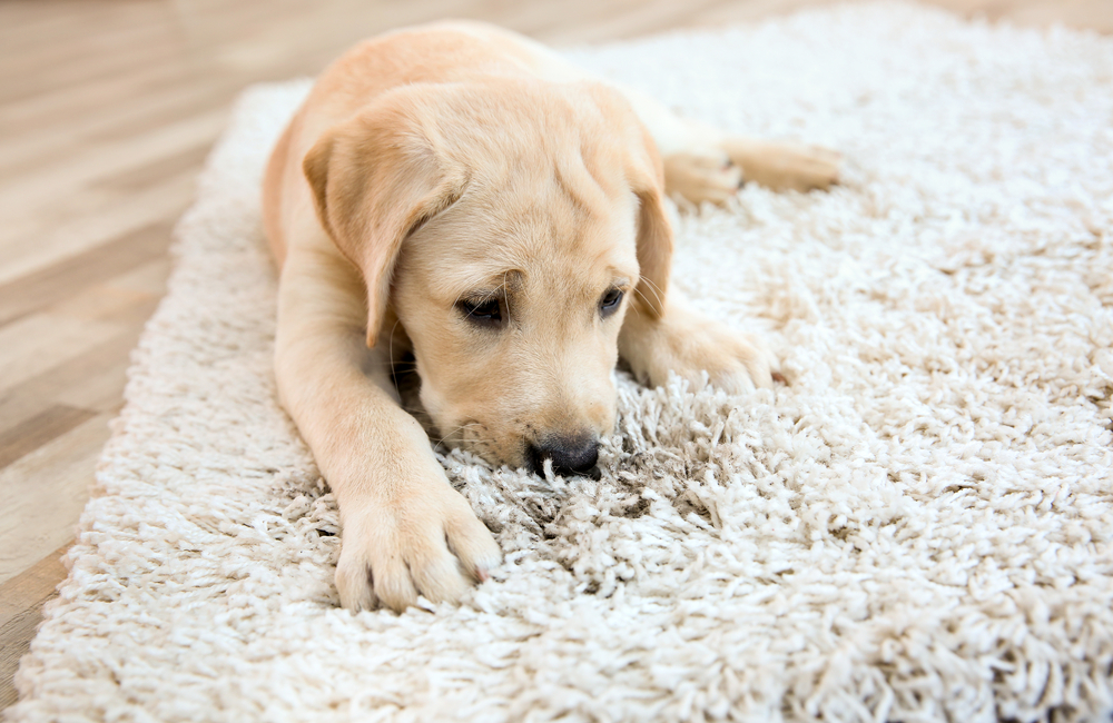 Pet-Friendly Carpet Cleaning Tips
