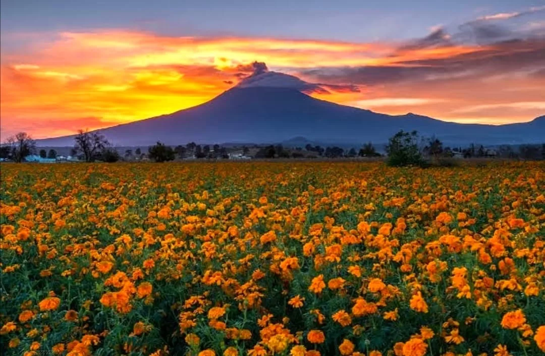 Cempasúchil Cempasúchil