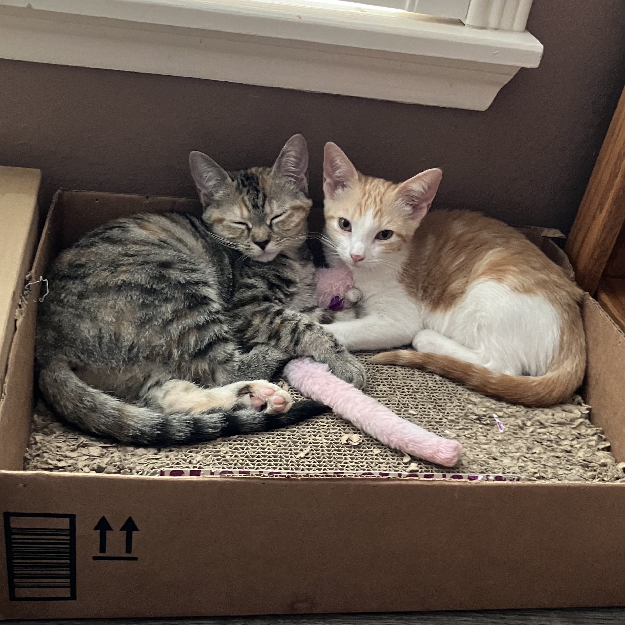 Kimchi and Annika Kimchi and Annika