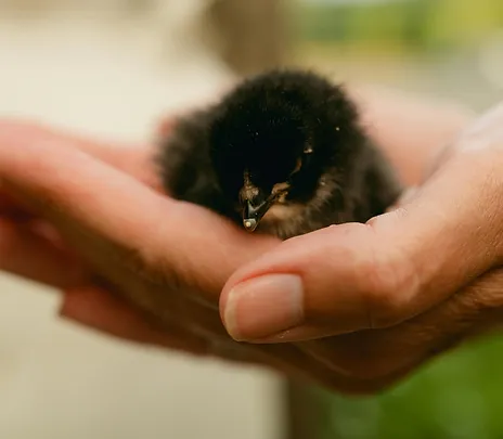 baby chick baby chick