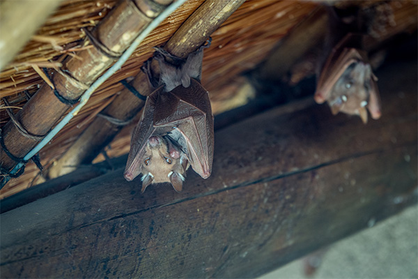 bat hanging upside down from a roof bat hanging upside down from a roof