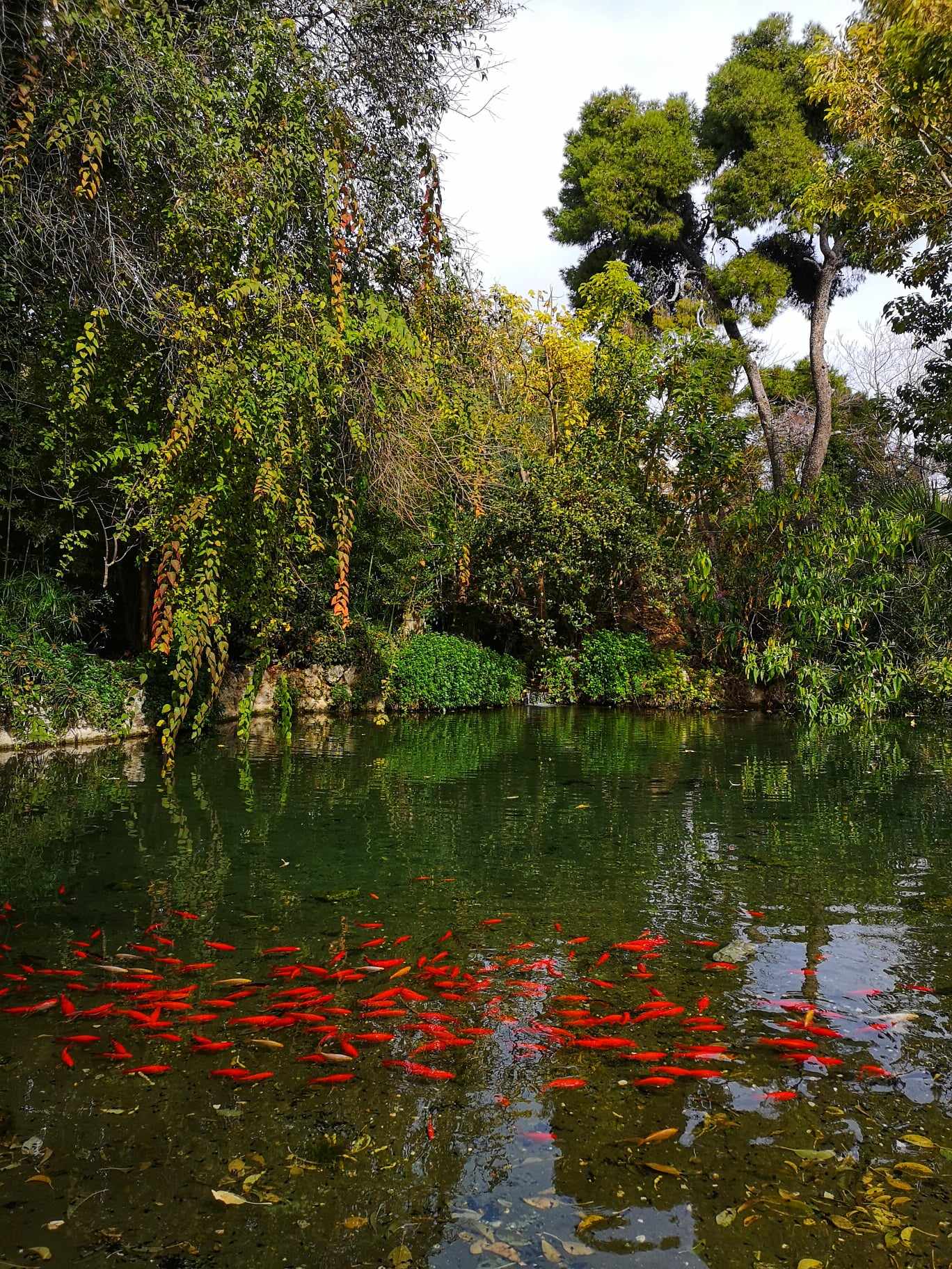 Fish Pond