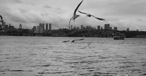 	Birds flying over water symbolizing freedom, emotional healing, and recovery.