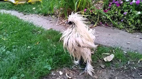 bedraggled chicken in the rain