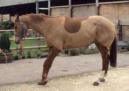 Pony with laminitis