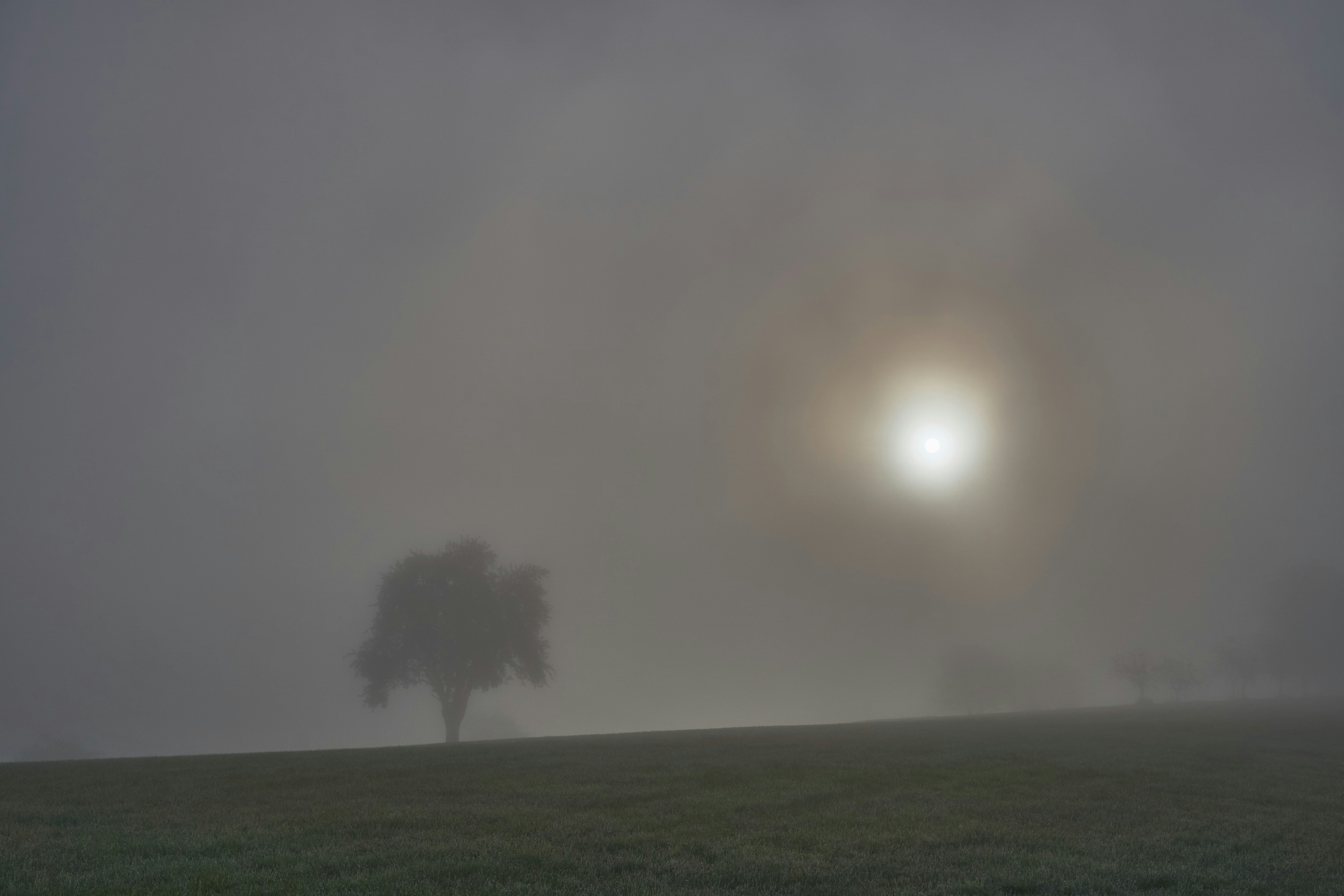 A lone tree stands in a misty field as pale sunlight breaks through dense fog — symbolizing the hidden goodness within each of us gradually returning to light.