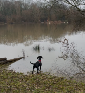 dog walking dog walking