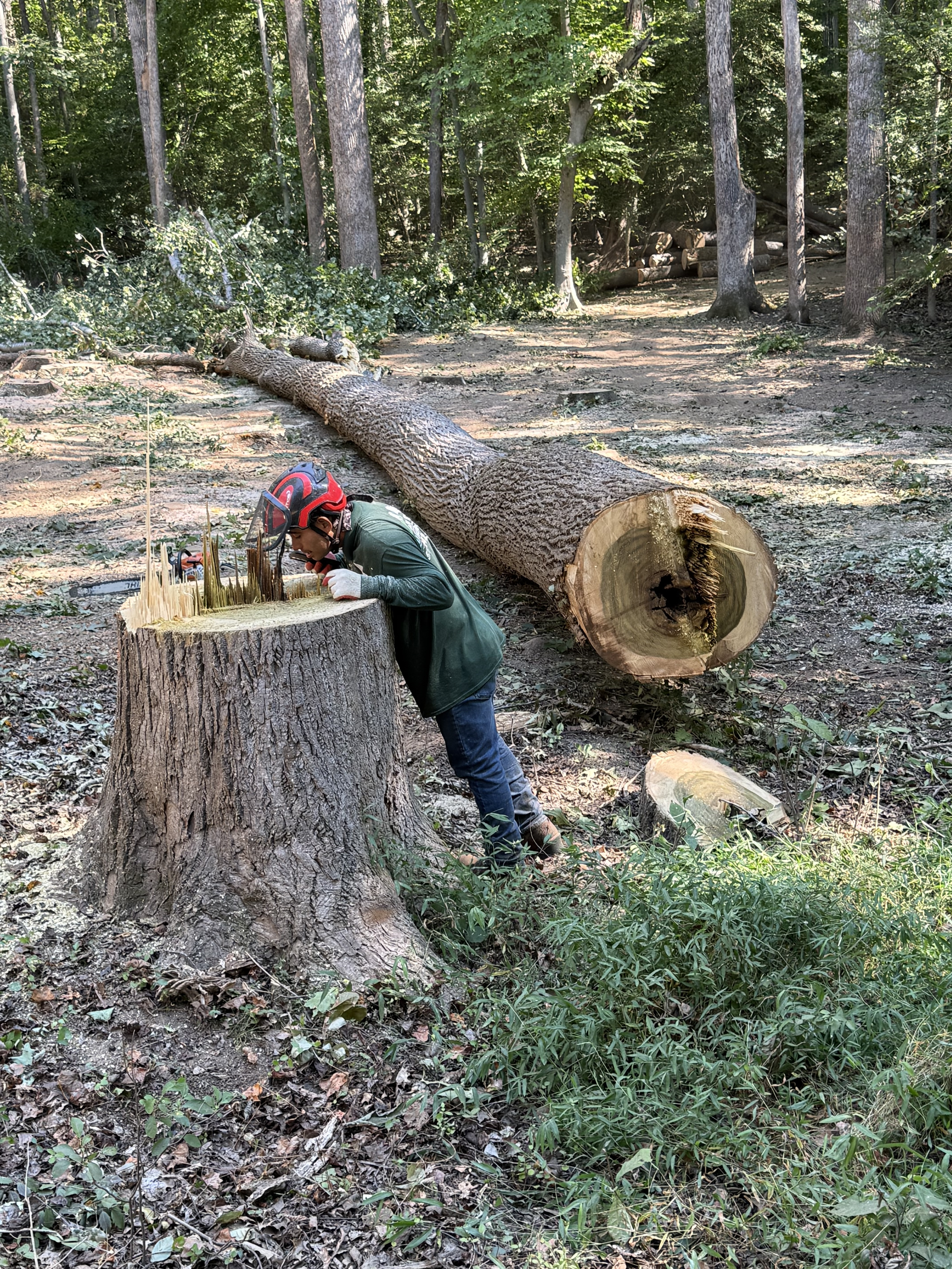 Storm Damage & Emergency