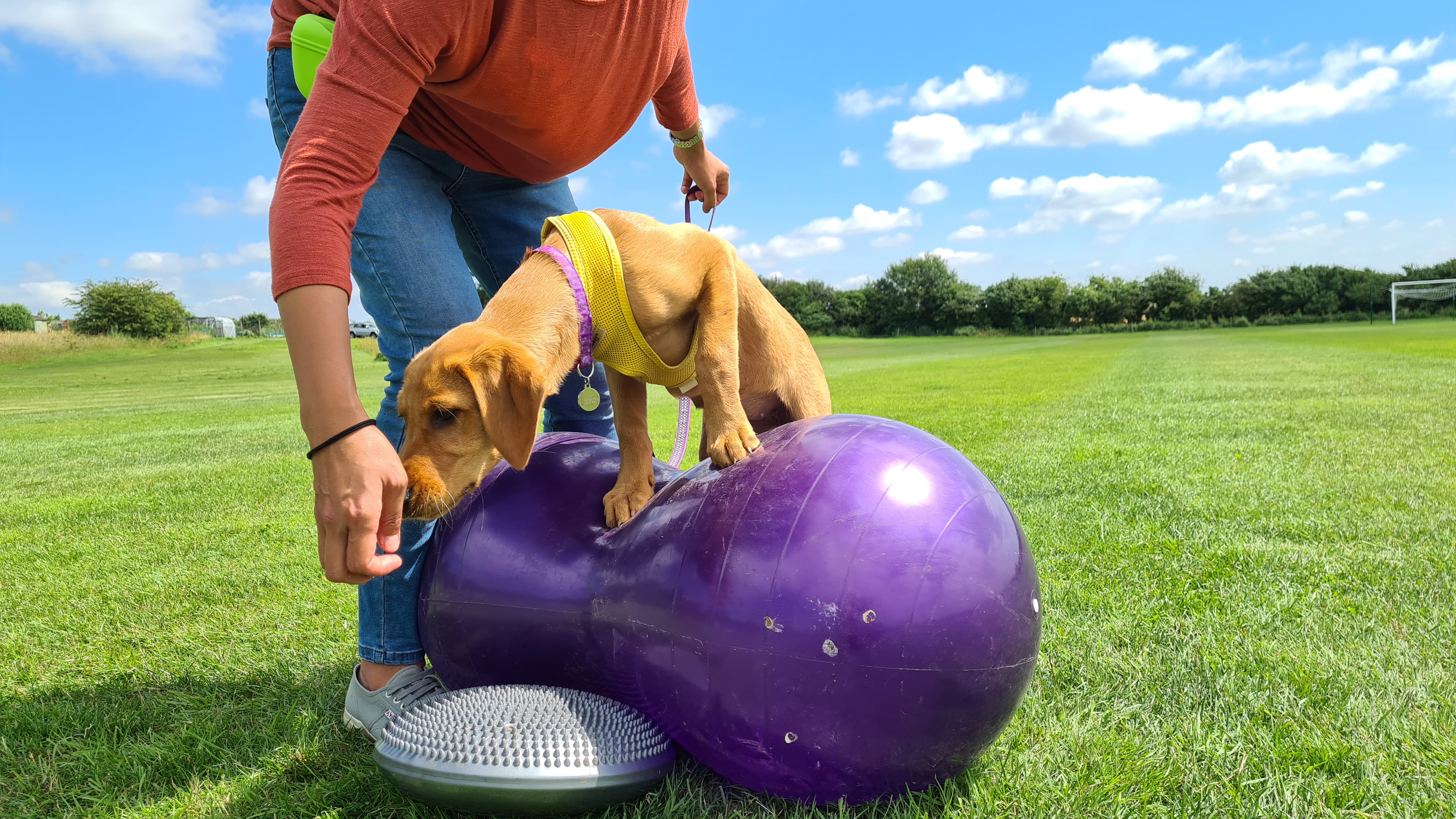 Puppy Socialisation during puppy class at Nightsabre Dog Training