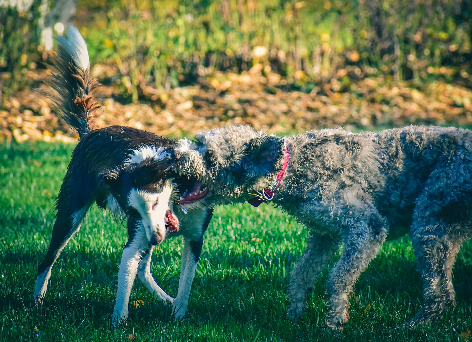 dogs fighting