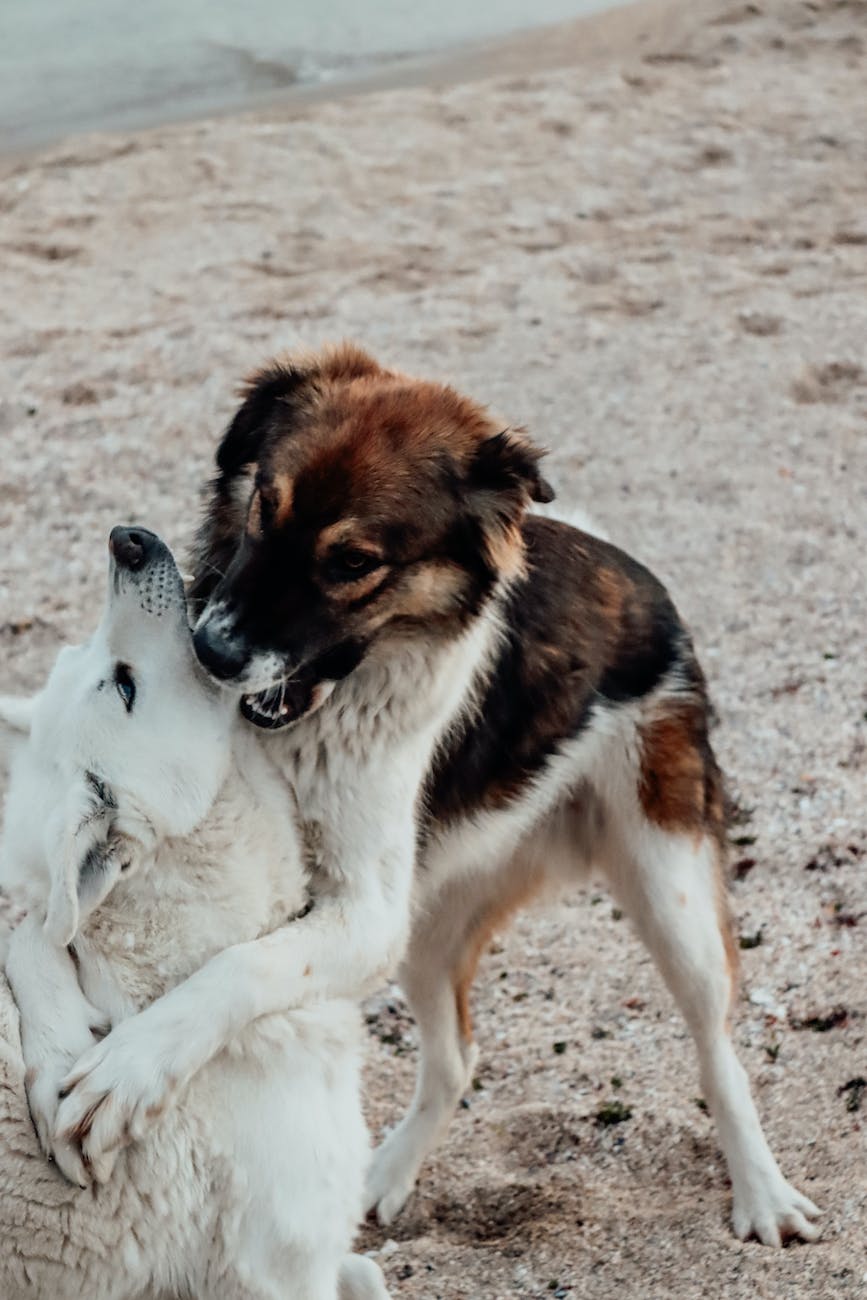 dogs fighting