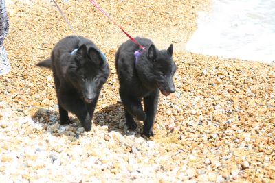 Two BSD Groenendael puppies walking on the beach