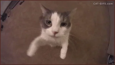 cat kisses gif