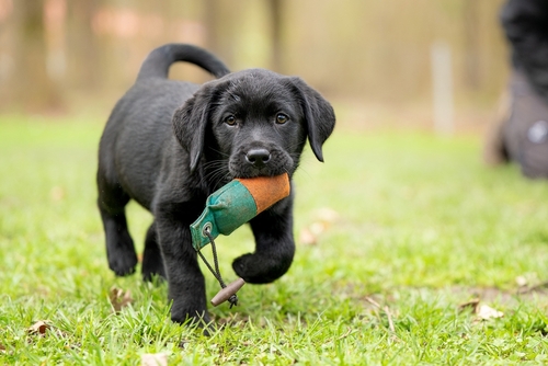Puppy