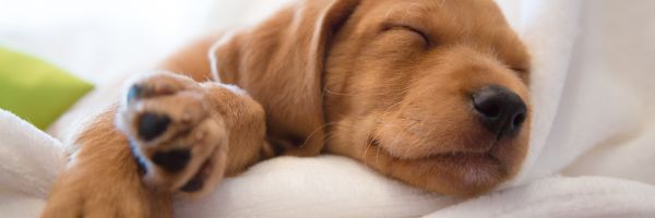 Adorable puppy sleeping