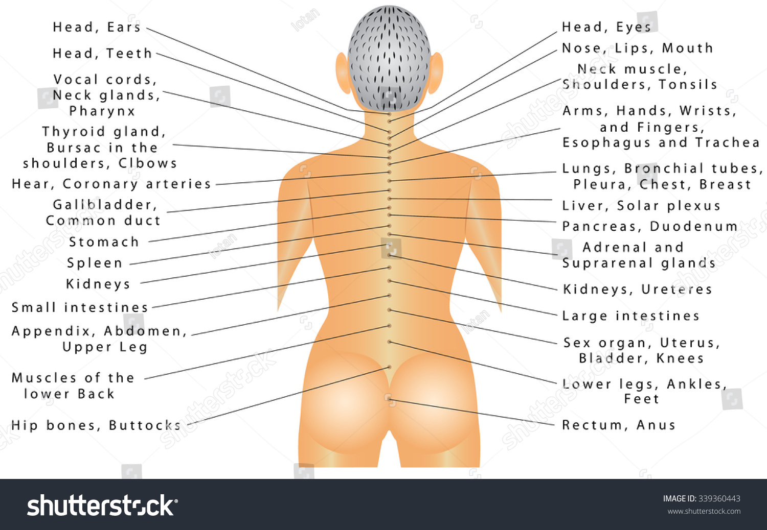 Nervous System and Spinal Correlations to Organs Nervous System and Spinal Correlations to Organs
