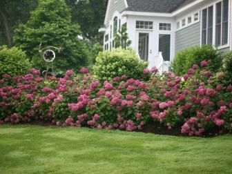 lawn