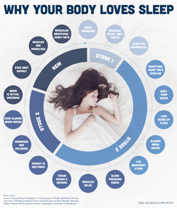 Why your body loves sleep