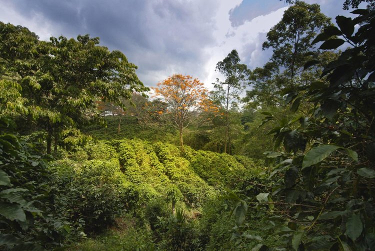 coffee plantation costa rica