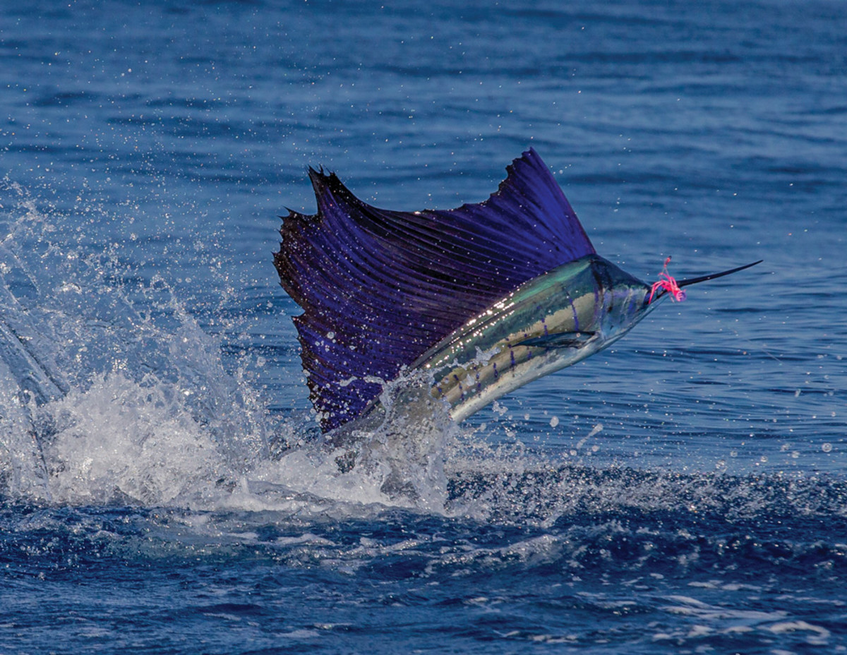 148 Sailfish Released