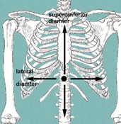 Dimension laterale du thorax