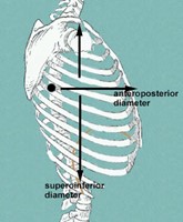 Dimensions antéro-postérieures et supéro-inférieures