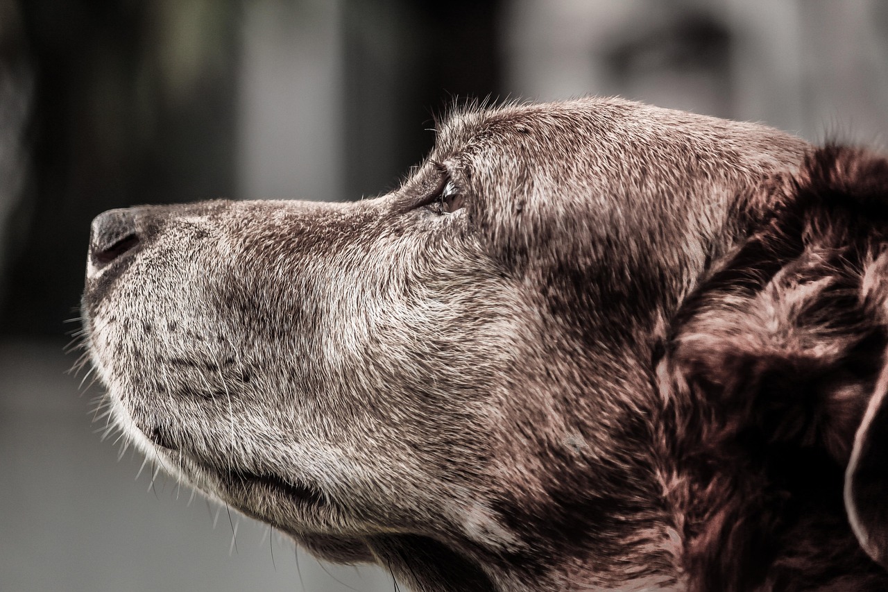 Dog Chiropractic