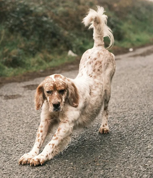 dog-arthritis-treatment