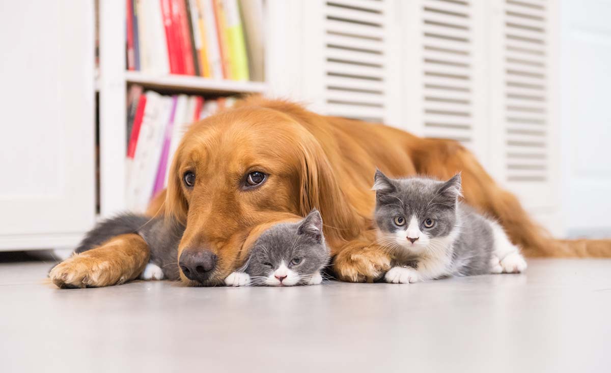 arizona animal chiropractic 