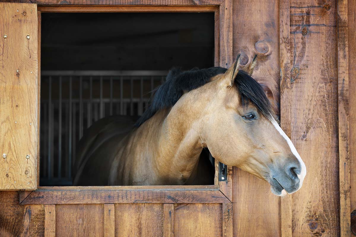 horse chiropractor phoenix arizona horse chiropractor phoenix arizona