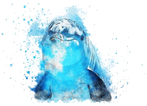 Dolphin Dolphin