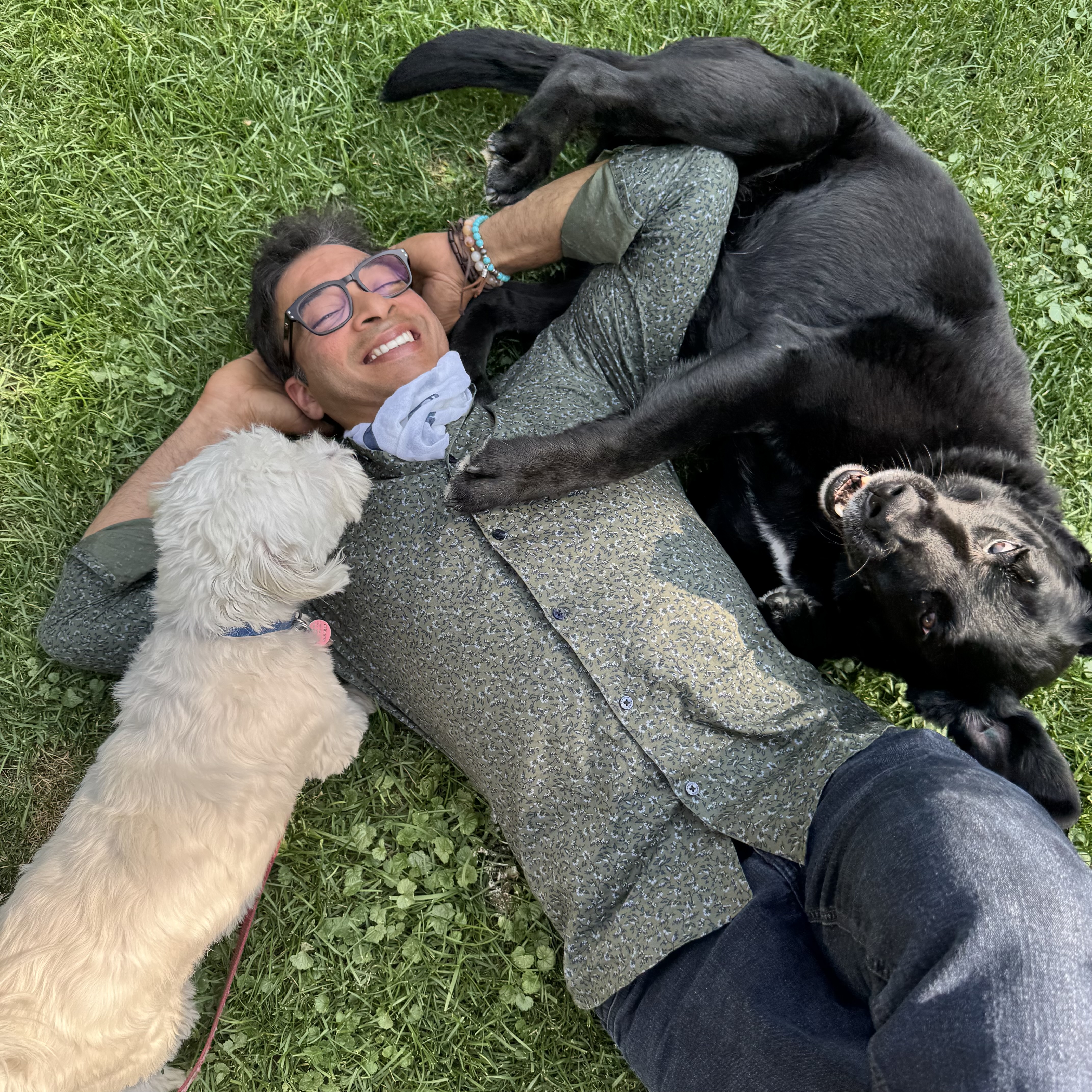 Dog human connection Dog human connection