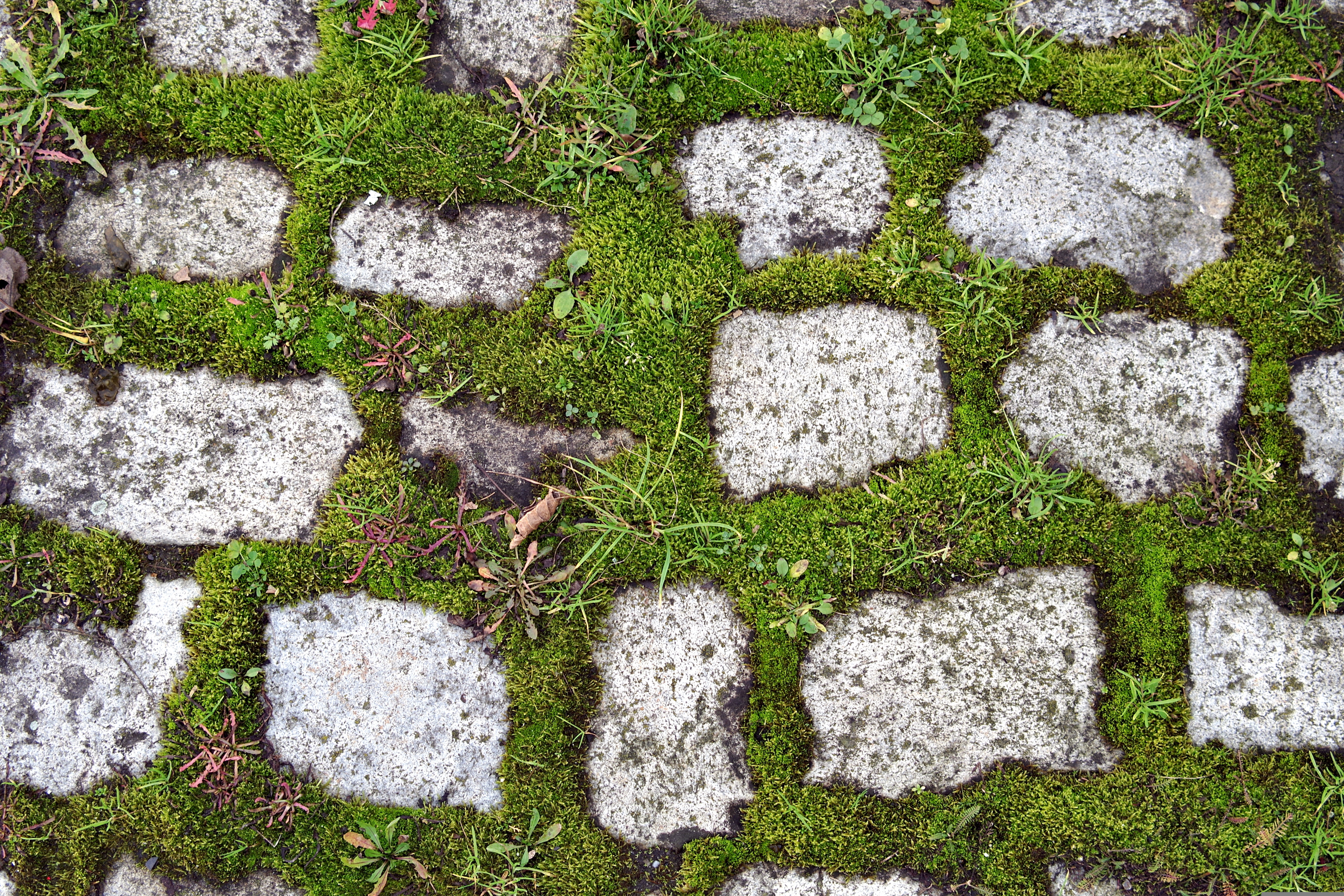 weed paver weed paver