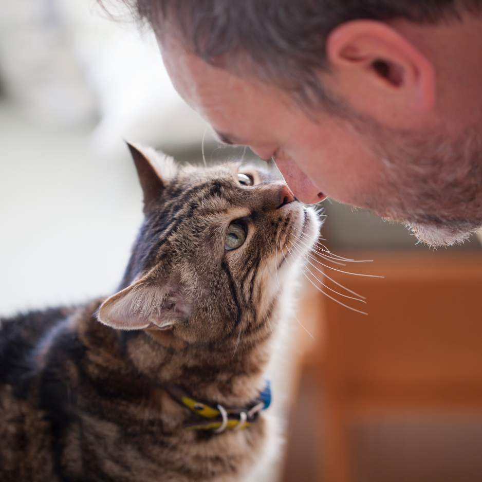 Step Six: Communicate Like a Cat Whisperer Step Six: Communicate Like a Cat Whisperer