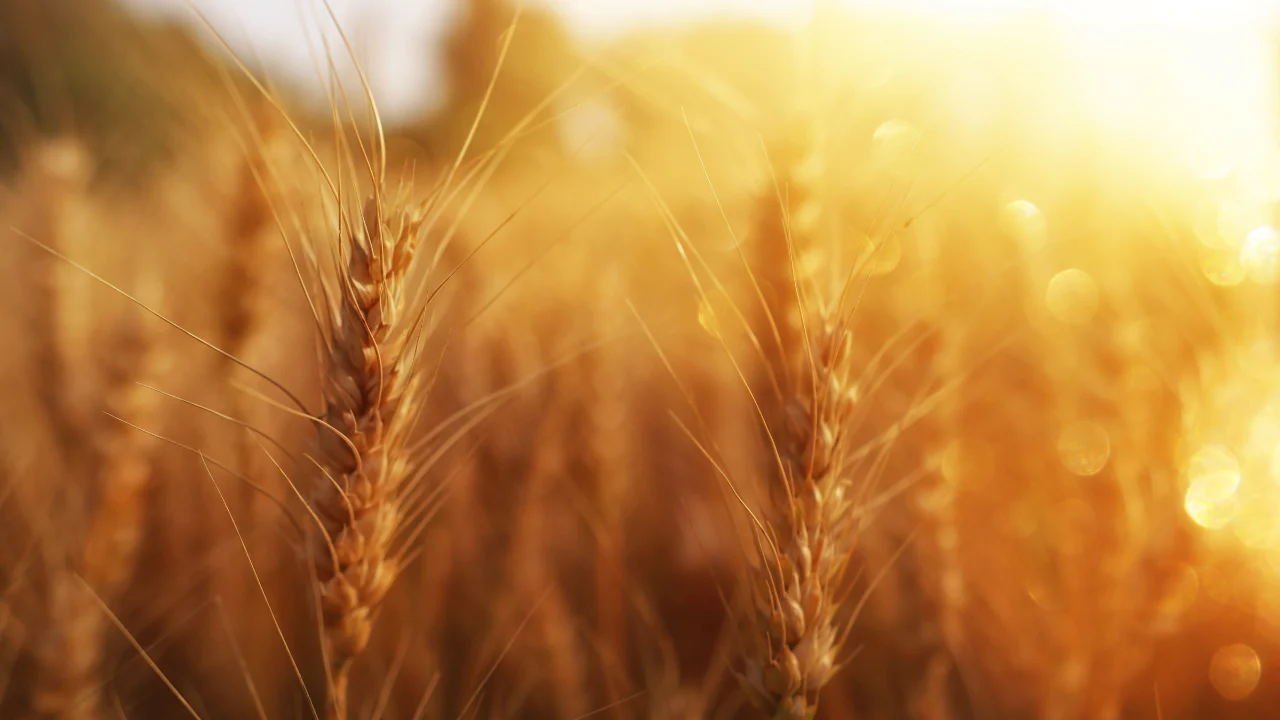 At Pentecost: A Covenant Renewed and a Bride Empowered At Pentecost: A Covenant Renewed and a Bride Empowered