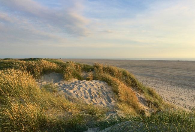 Dunes sauvages le long de la plage à la Mer du Nord — un paysage ressourçant pour un séjour de jeûne et randonnée en bord de mer en Belgique. Dunes sauvages le long de la plage à la Mer du Nord — un paysage ressourçant pour un séjour de jeûne et randonnée en bord de mer en Belgique.