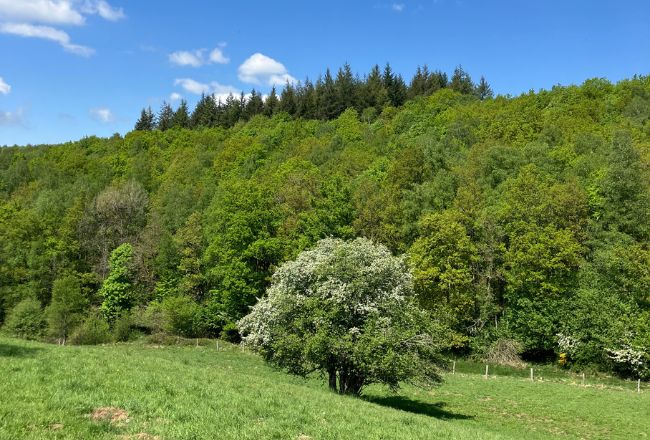 Vue apaisante sur une vallée verdoyante des Ardennes — un cadre idéal pour un séjour de jeûne et randonnée en pleine nature en Belgique. Vue apaisante sur une vallée verdoyante des Ardennes — un cadre idéal pour un séjour de jeûne et randonnée en pleine nature en Belgique.